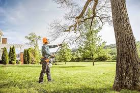 Best Fruit Tree Pruning  in Circleville, OH