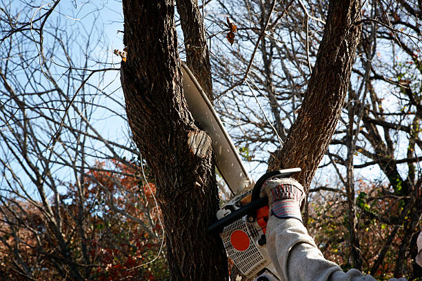 Best Tree Health Inspection  in Circleville, OH
